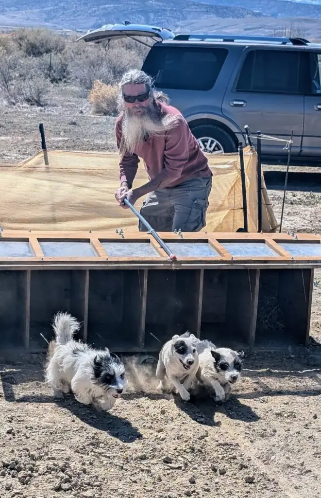 Three dogs taking off from the starting box.